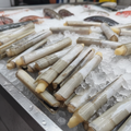 Fresh Razor Clams