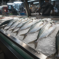 Fresh Kuarong (Trevally)