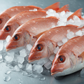 Fresh Red Snapper