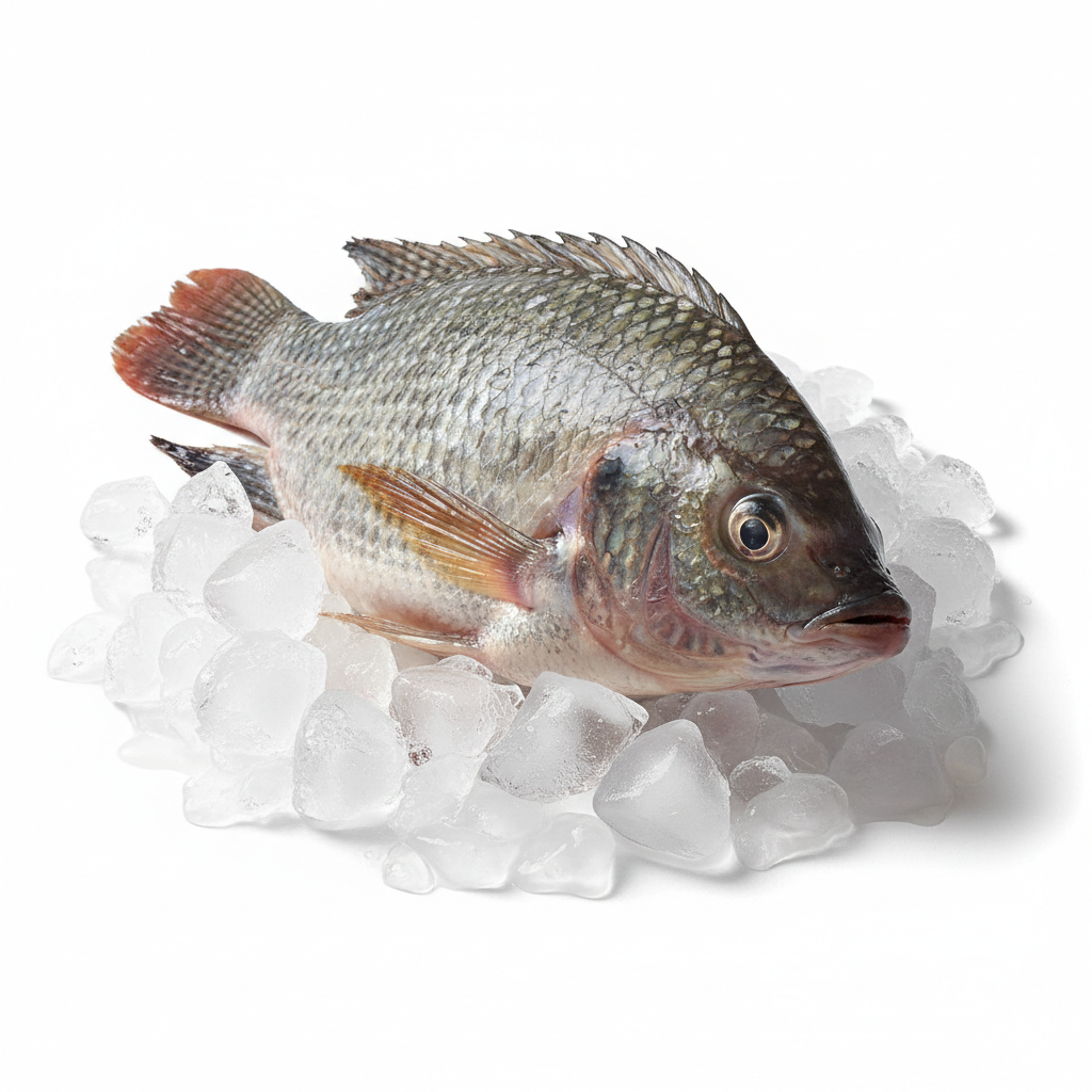 Fresh Whole Tilapia on ice